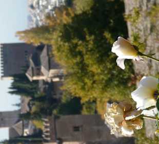 Una rosa del giardino