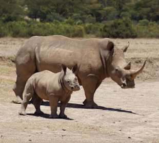 Solio - Nashörner ohne Ende