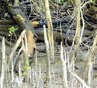 Fahrt auf dem Daintree River