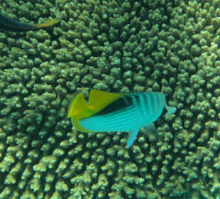 Fähnchen -Falterfisch