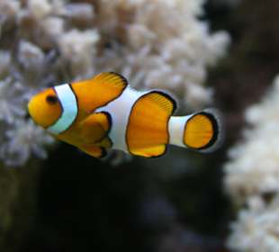 Anemonenfisch