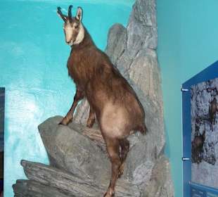 Muzeum Haus Alpine Naturschau