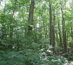 Kastanienwald am Hilschweiher