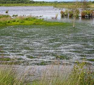 Blick über die Flächen des Goldenstedter Moores