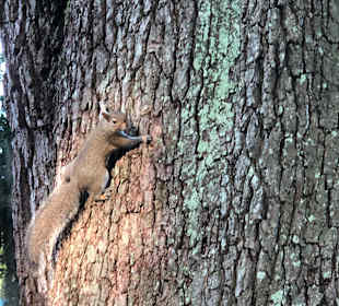Im Park gegenüber gibt es viele zutrauliche Eichhörnchen