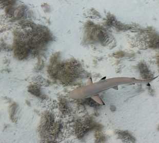 Black tip reef shark