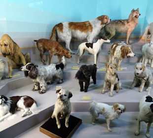 Abteilung "Haustiere" im Haus der Natur