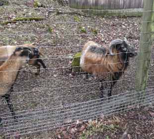Wildpark Eichert