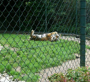 auch große Tiere spielen gerne
