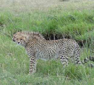 Gepard mit 3 Halbwüchsigen