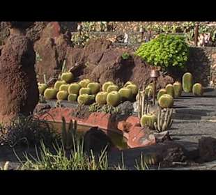 Kakteen so weit man sehen kann