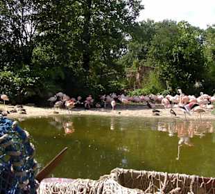Flamingos neben dem "Sambesi"-Fluß