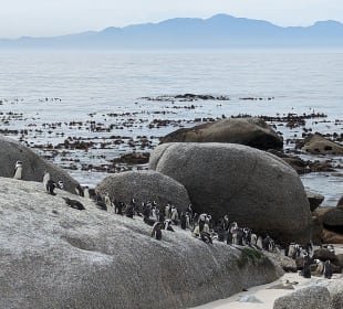 Boulders Beach