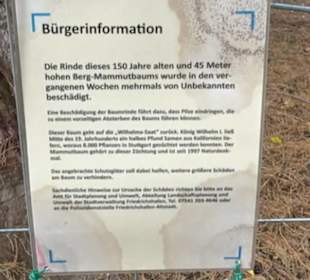 Mammutbaum im Stadtgarten