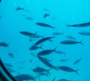 Fische
