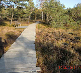 Bohlenweg durchs Moor