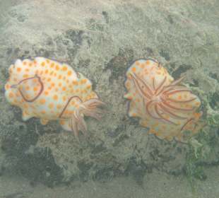 Unterwasserwelt - Nacktschnecken