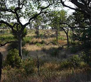 Krüger Nationalpark