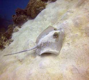 Reef Magic - Tauchen 2