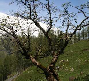 Grossglockner Alpine Road