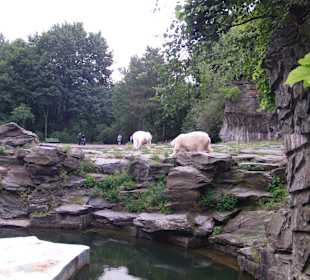 Tierrätzel