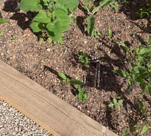 Arzneipflanzengarten Klosterreichenbach