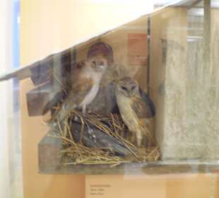 Zoologisches Forschungsmuseum Alexander Koenig