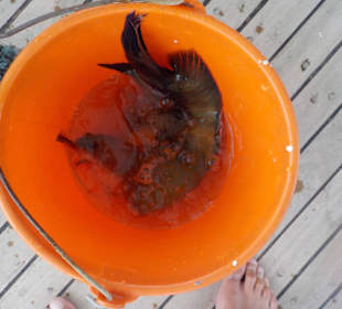 Angeltour von 08:30 - 16:00 Uhr