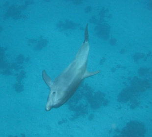 Schwimmen mit Delphinen