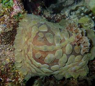 Nacktschnecke, Hausriff Bituon Beach 