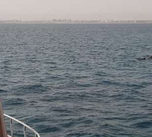 Delfin Tour