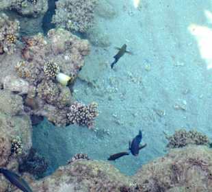 Atembeaubende Unterwasserwelt