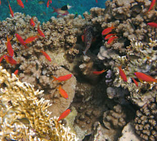 Fische vom Hausriff Tulip Resort