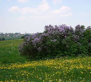 Frühling im Allgäu