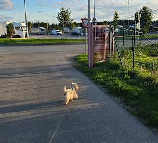 Immer offen gute Gassi Möglichkeit 