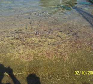 Fische im Hafen