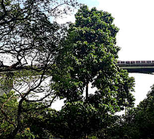 Henderson Waves Bridge
