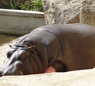 Rundgang im Tierpark
