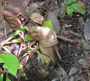 Riesenschnecke