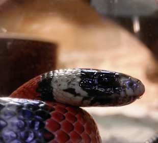 ZOO Jihlava