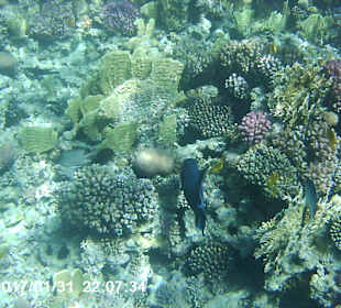 Schnorcheln Makadi Bay