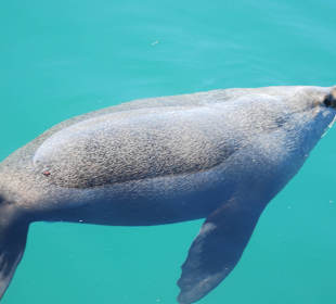 Robbe im Hafenbecken