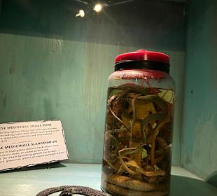 Museum Ripley's Believe It or Not!