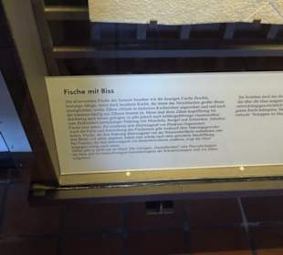 Jura-Museum