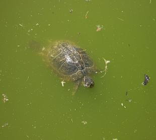 Schildkröte beim Schwimmen