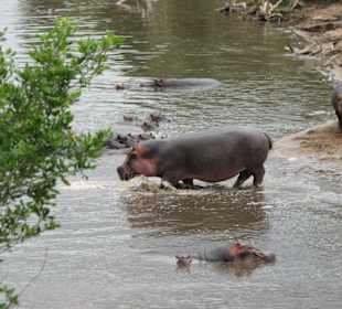 Flusspferde am Mara Fluss
