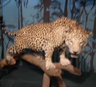 Zoologisches Forschungsmuseum Alexander Koenig