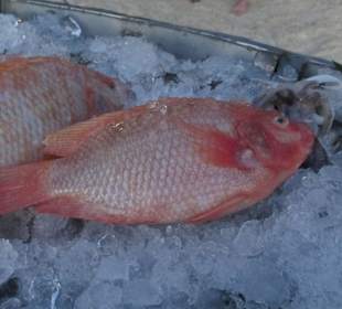 Red Snapper vorher