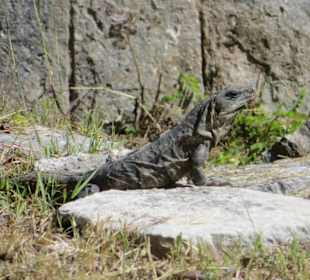 Spaziergang auf dem Ruinengelände