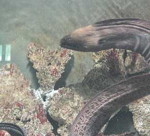 Im Aquarium